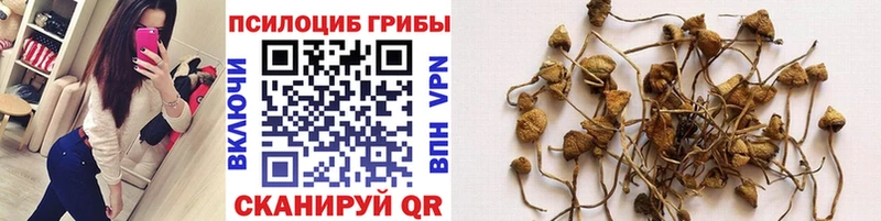 купить наркотик  Апатиты  Галлюциногенные грибы Cubensis 